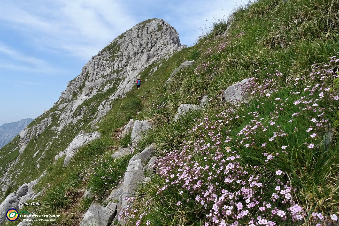 31 Gipsofila strisciante (Gypsophila repens) con vista in cima Corna Piana.JPG